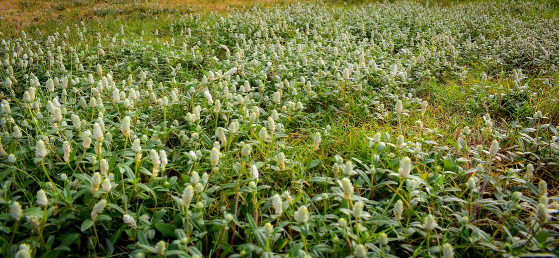 Naturkosmetik Kosmetik Sommer Matica Cosmetics